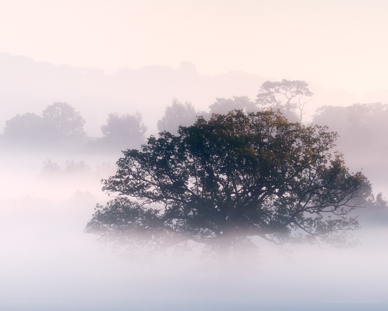 Misty morning with trees