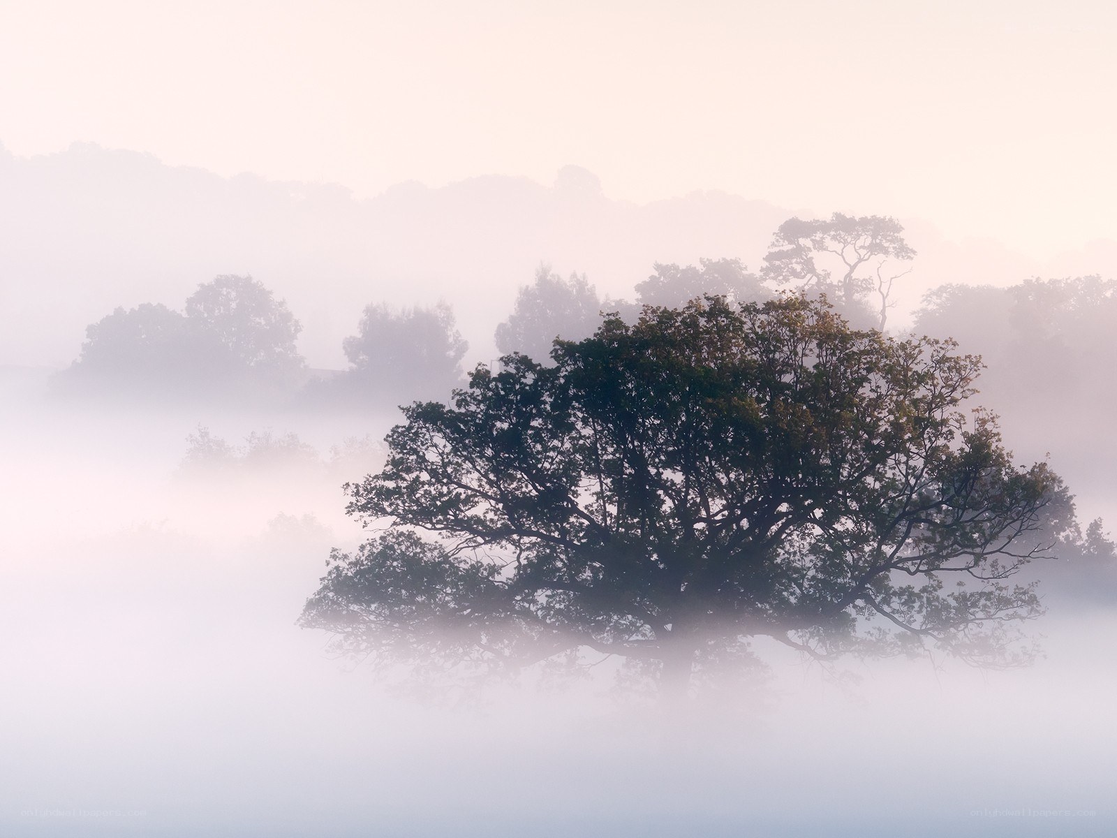 Misty morning with trees