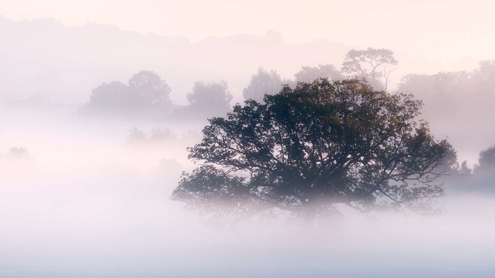 Misty morning with trees