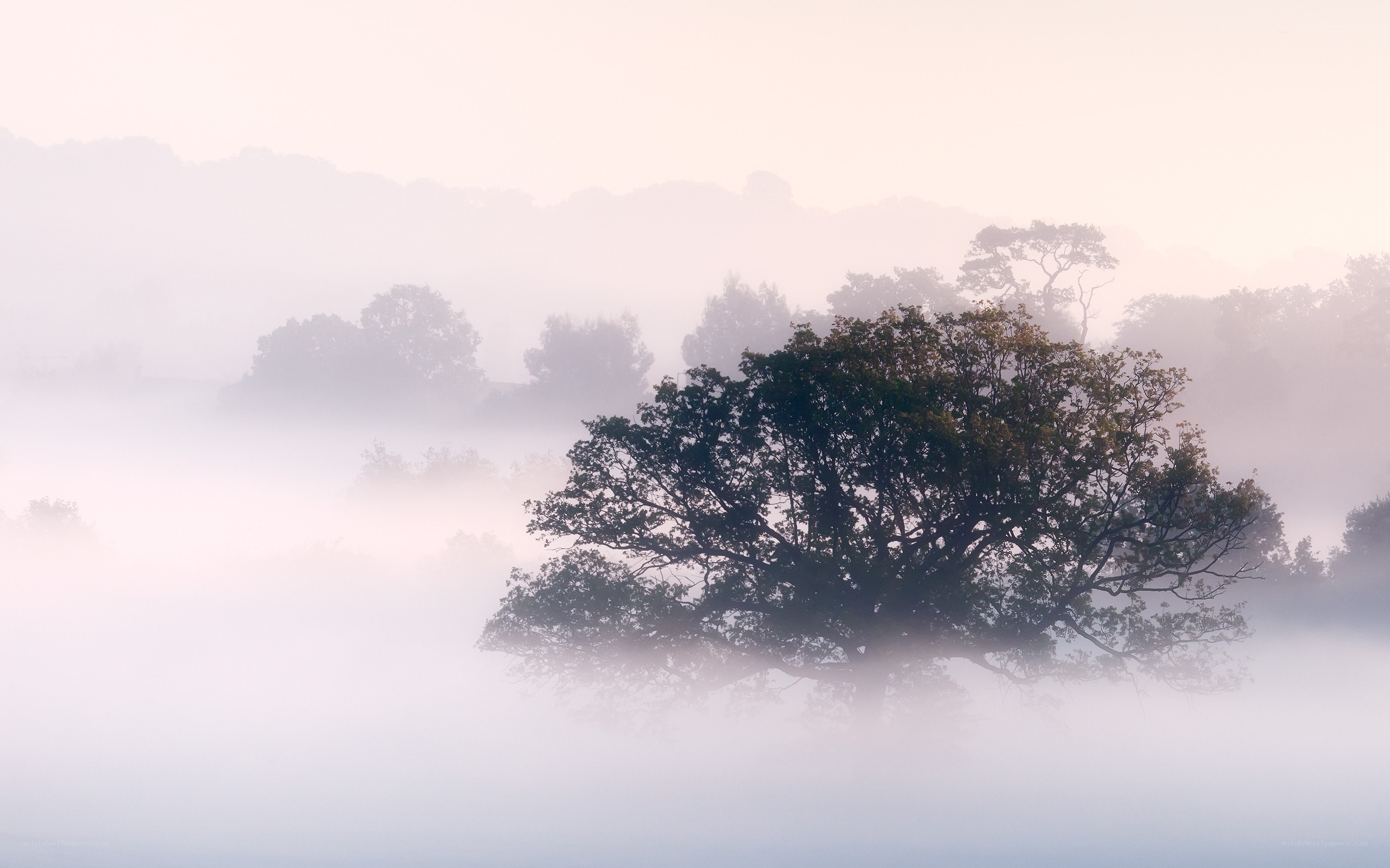 Misty morning with trees
