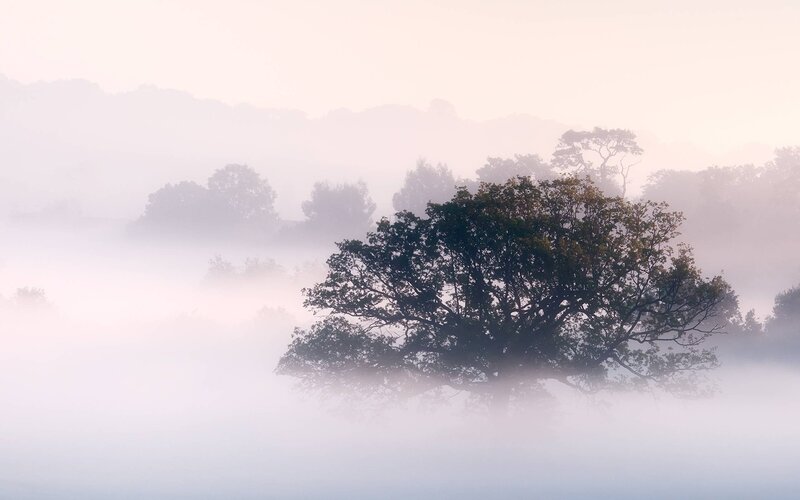 Misty morning with trees