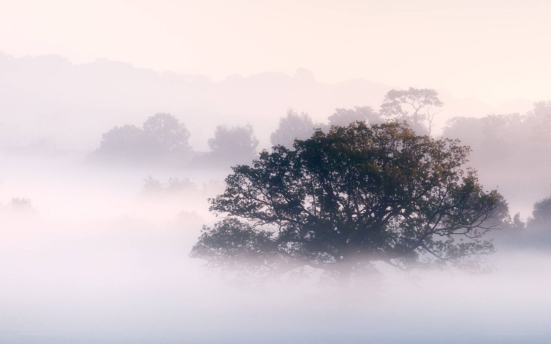 Misty morning with trees
