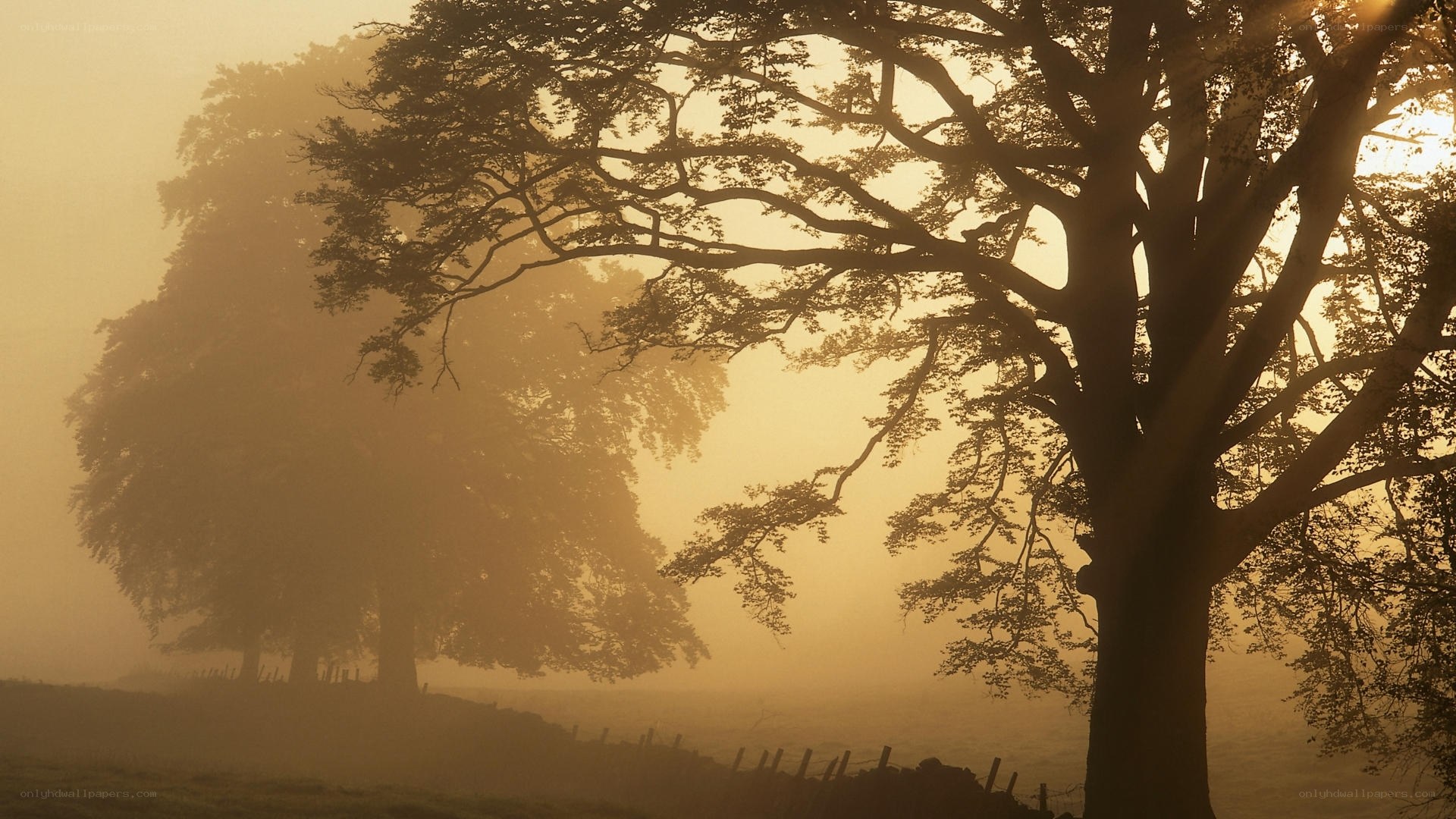 Misty morning with trees