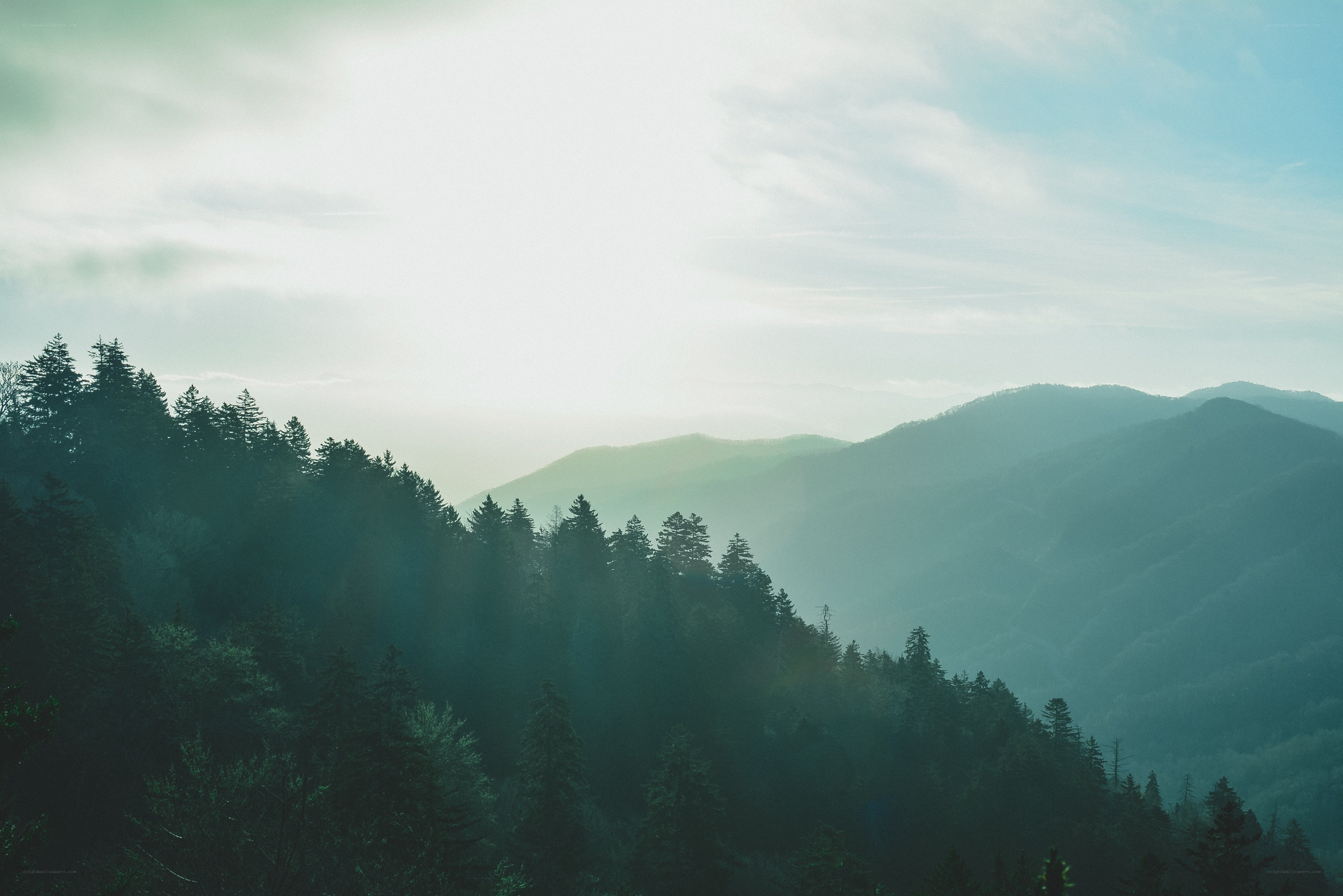 Misty mountain forest landscape