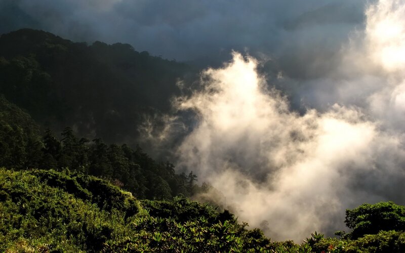 Misty mountain forest landscape