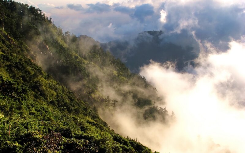 Misty mountain forest landscape