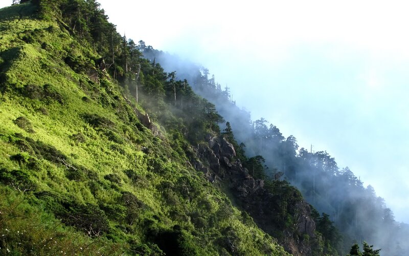 Misty mountain forest slope