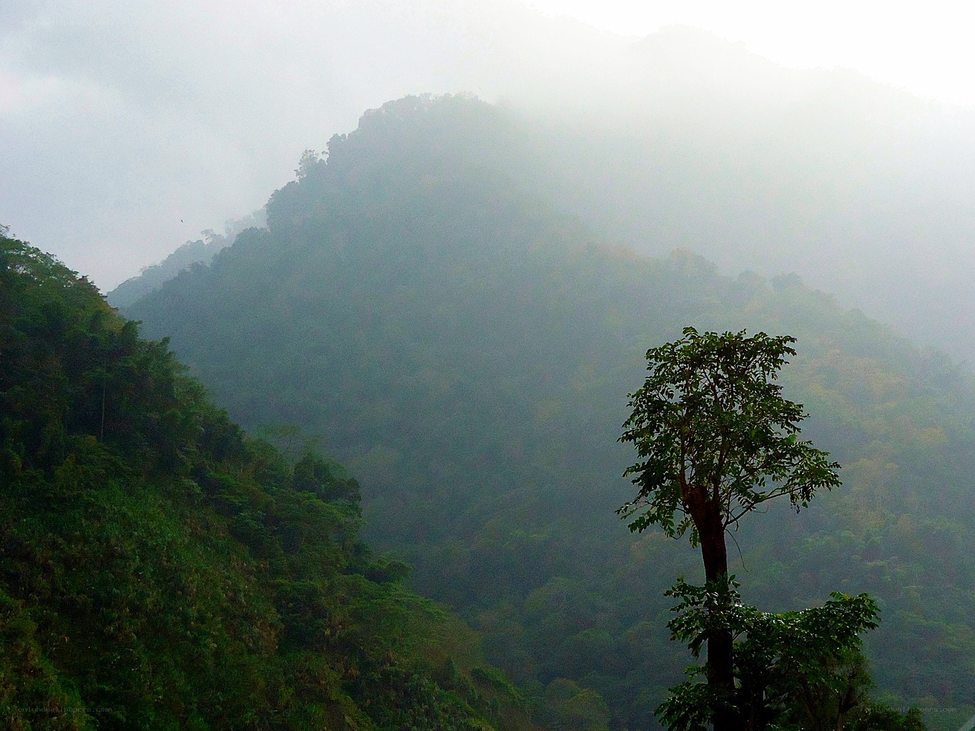 Misty mountain forest view