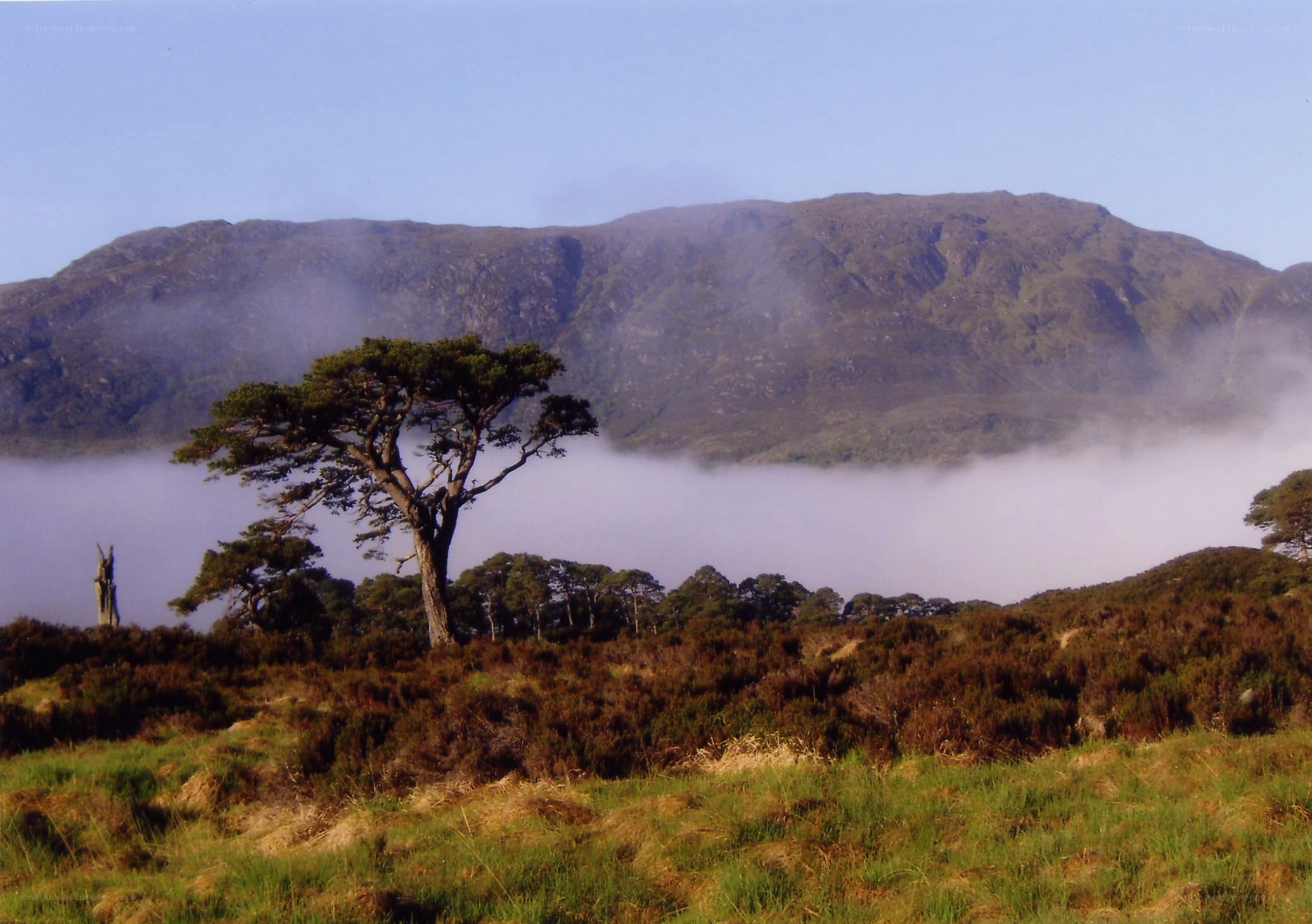 Misty mountain landscape with lone tree