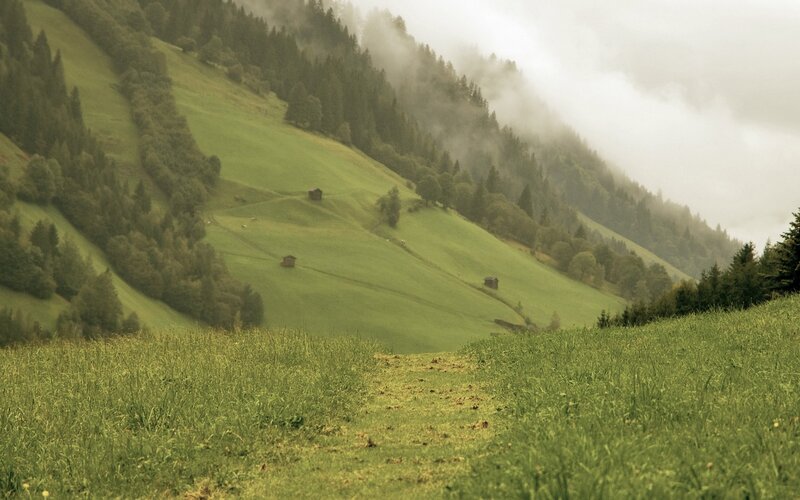 Misty mountain meadow