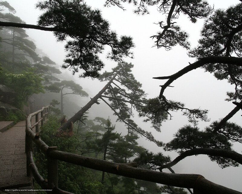 Misty mountain path with pine trees