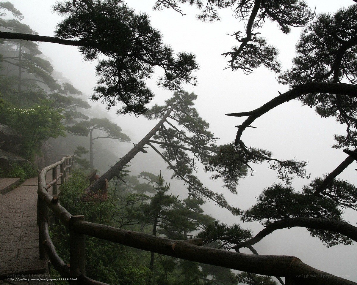 Misty mountain path with pine trees