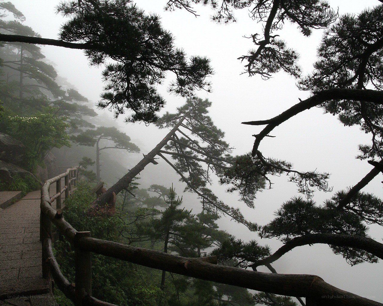 Misty mountain path with pine trees