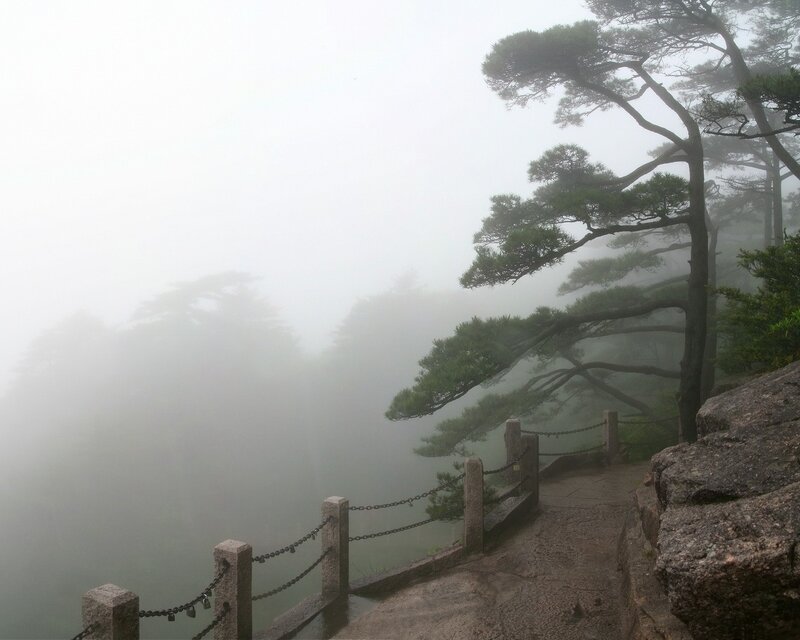 Misty mountain path with pine trees