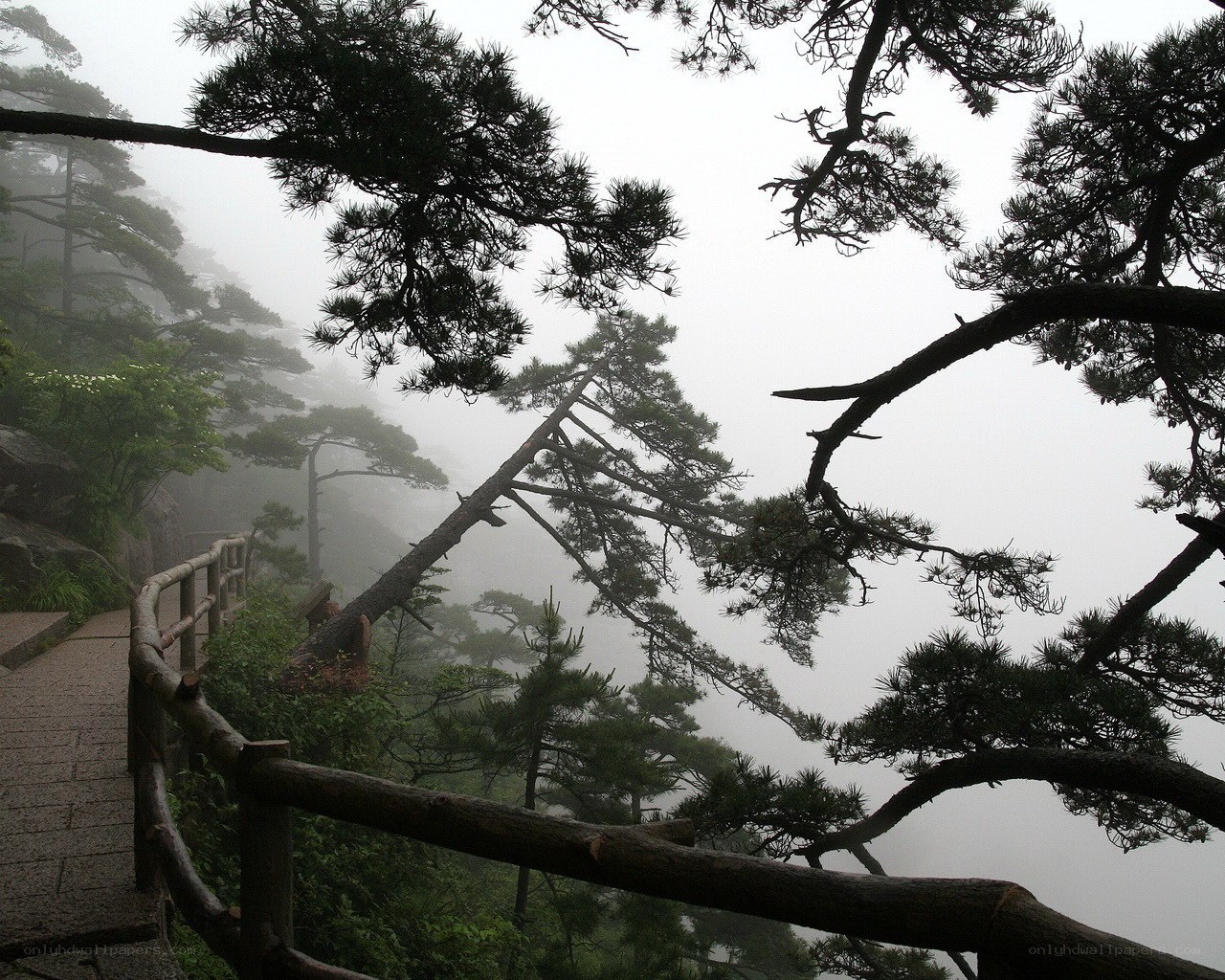 Misty mountain path with pine trees