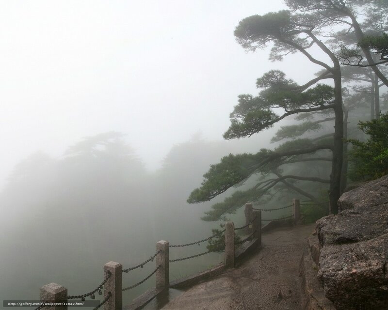 Misty mountain path with pine trees