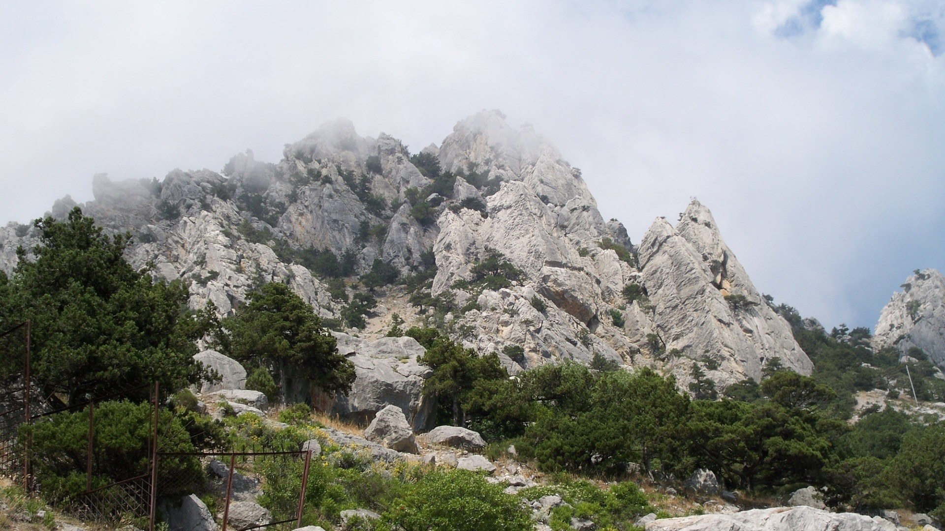 Misty mountain peak with trees