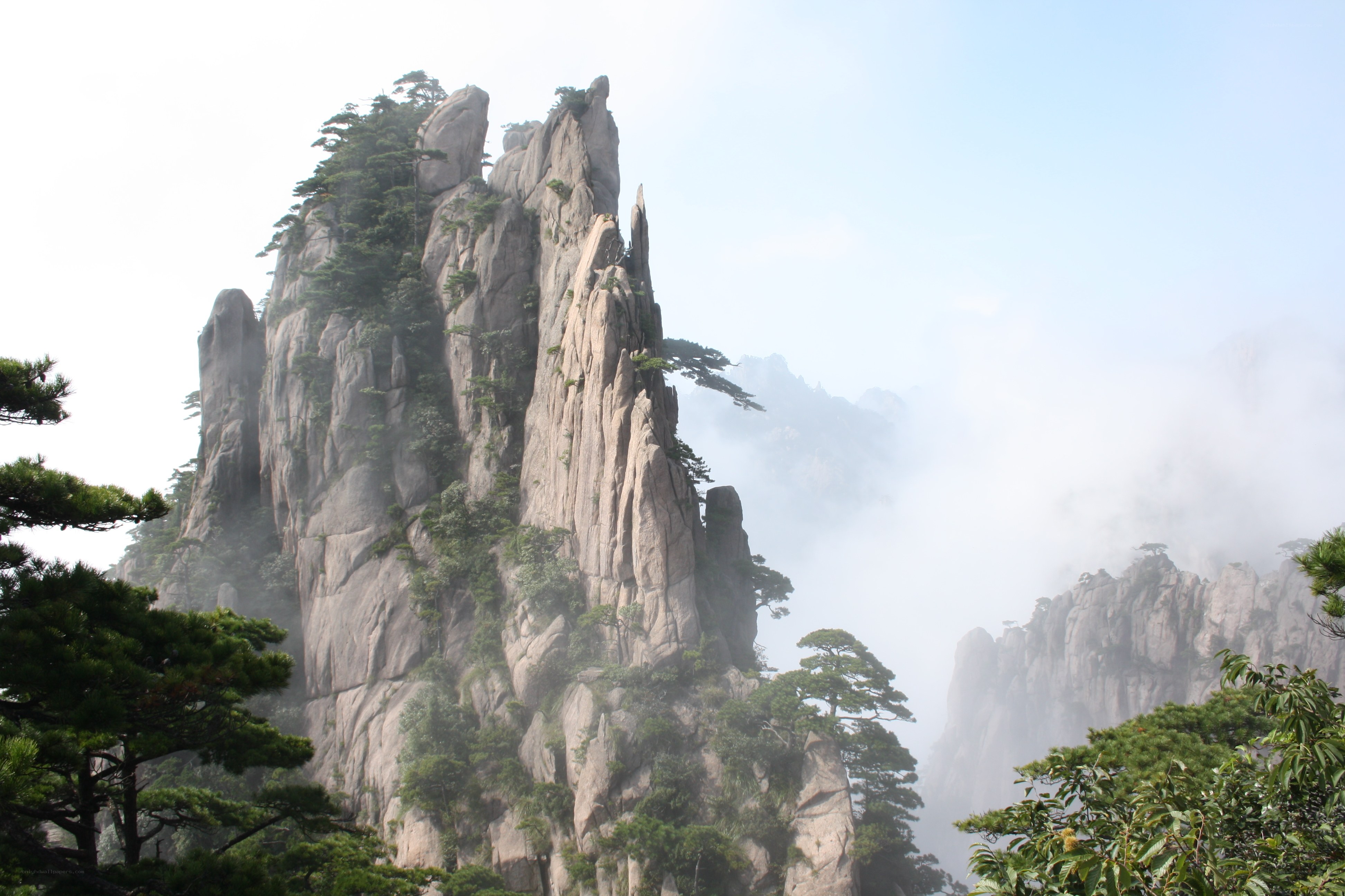 Misty mountain peaks with pine trees