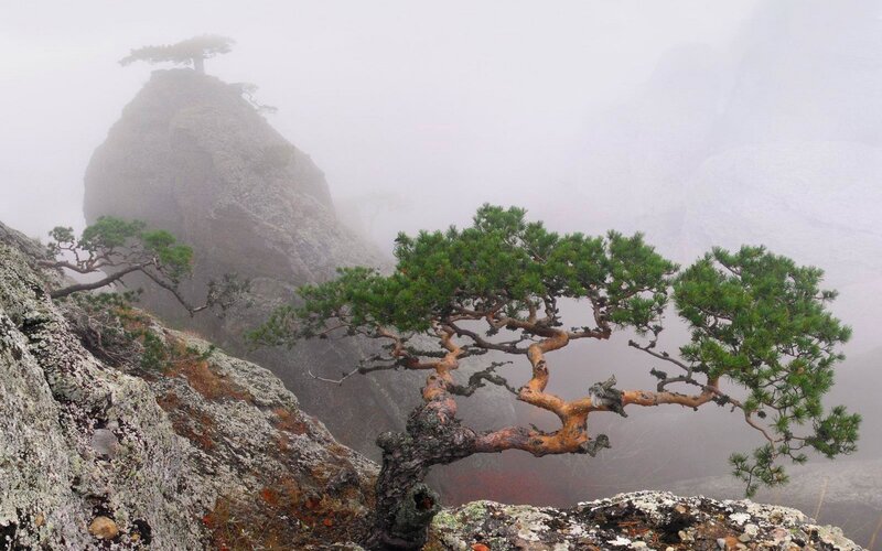 Misty mountain pine trees
