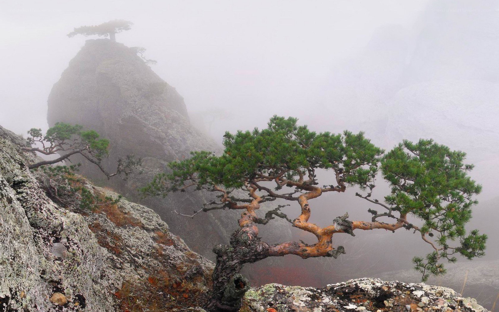Misty mountain pine trees