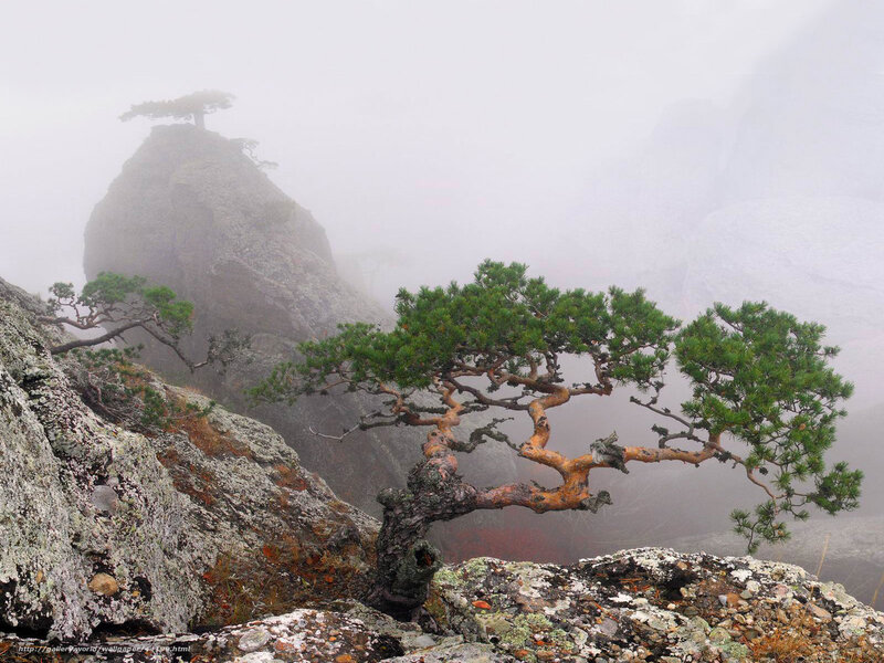 Misty mountain pine trees