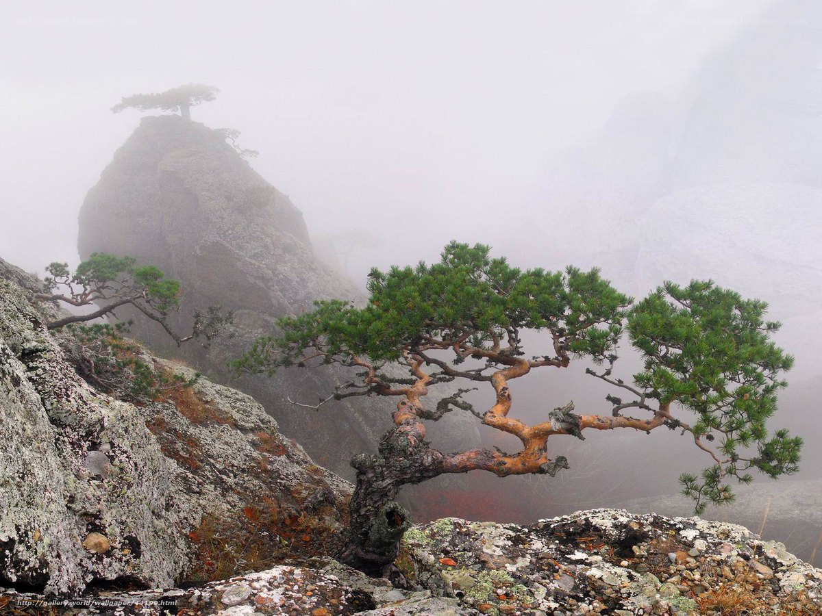 Misty mountain pine trees