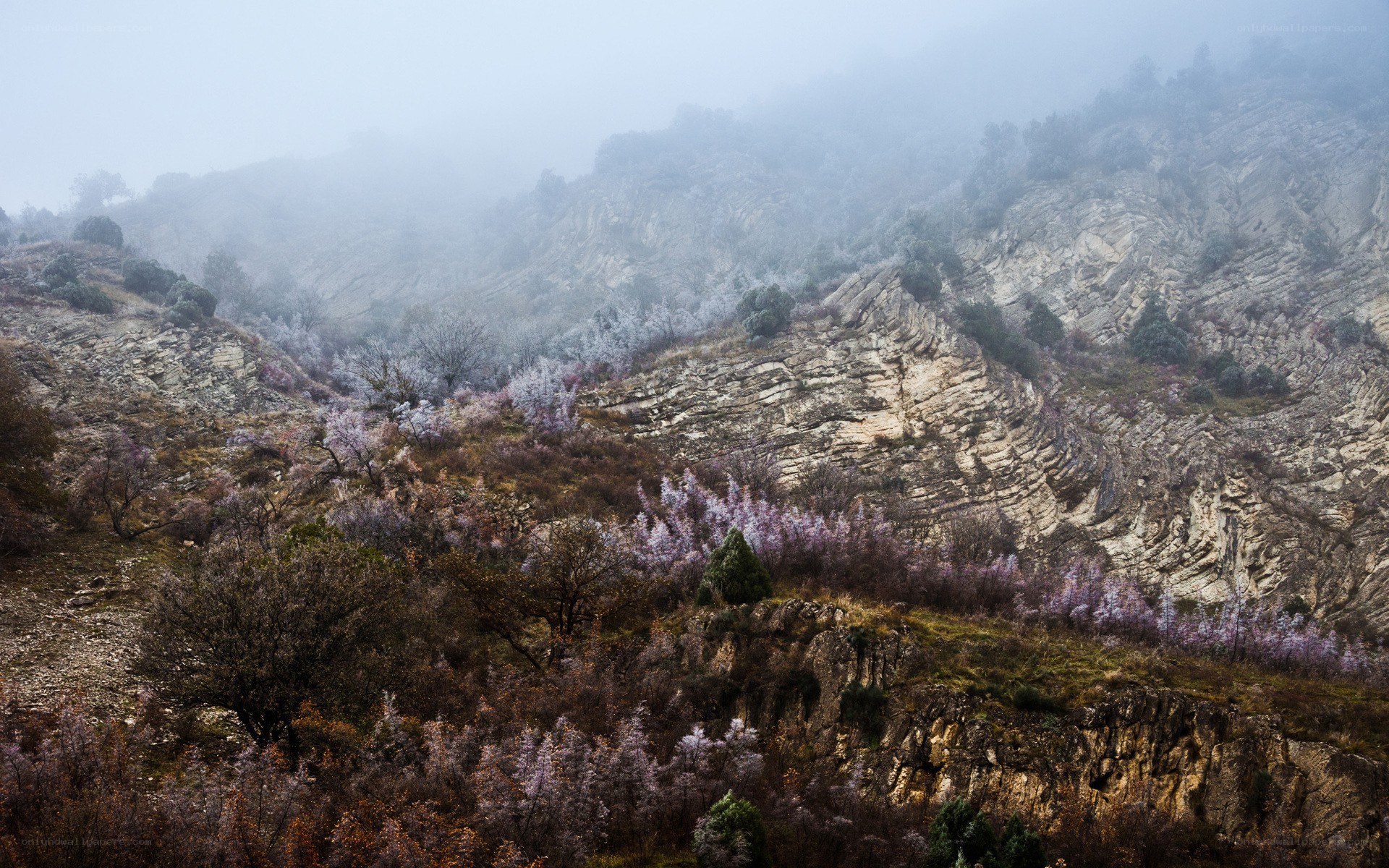 Misty mountain valley with blossoms