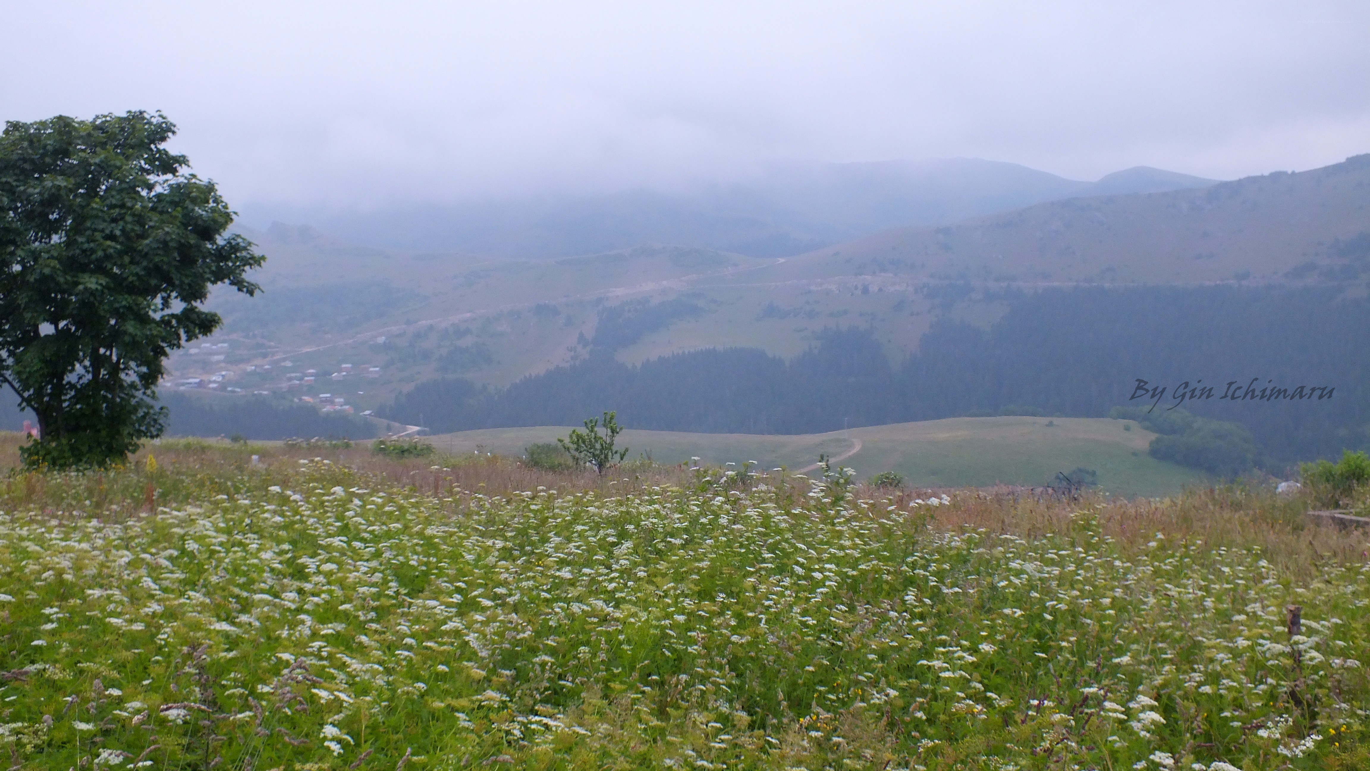 Misty mountain valley with wildflowers