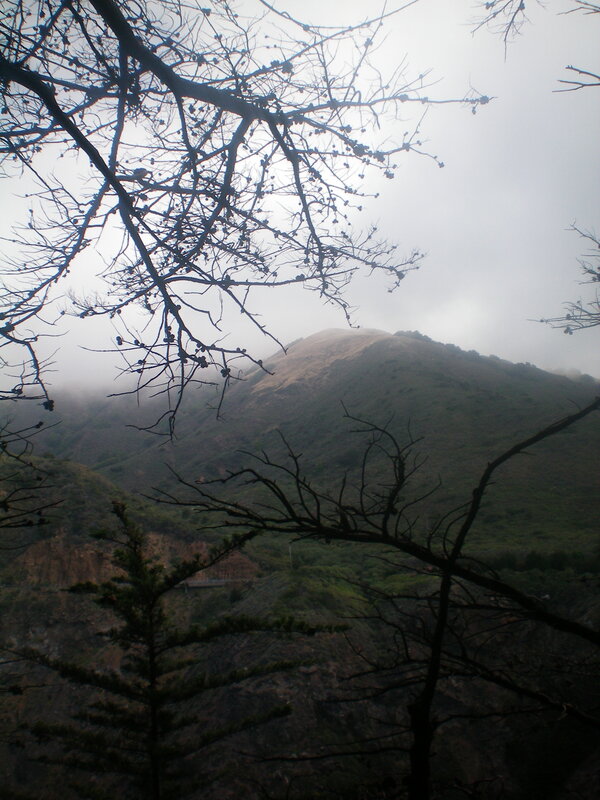 Misty mountain view through branches