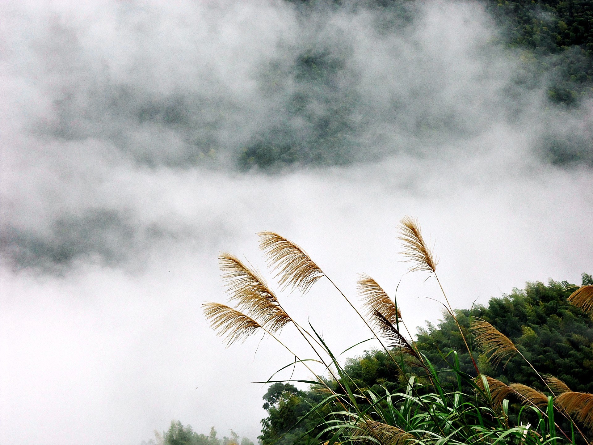 Misty mountain with reeds