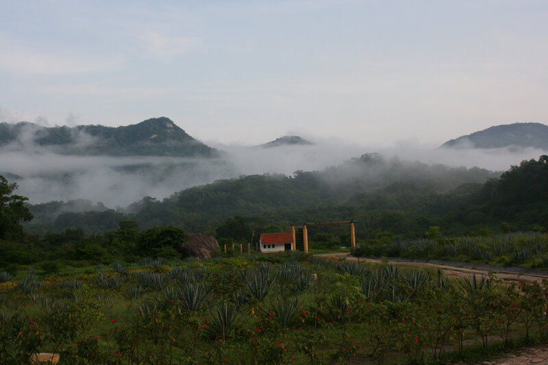 Misty mountains with agave fields