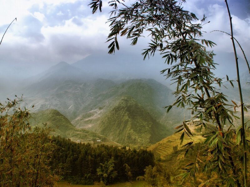 Misty mountains with bamboo