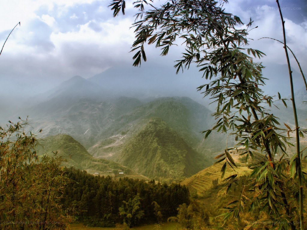 Misty mountains with bamboo
