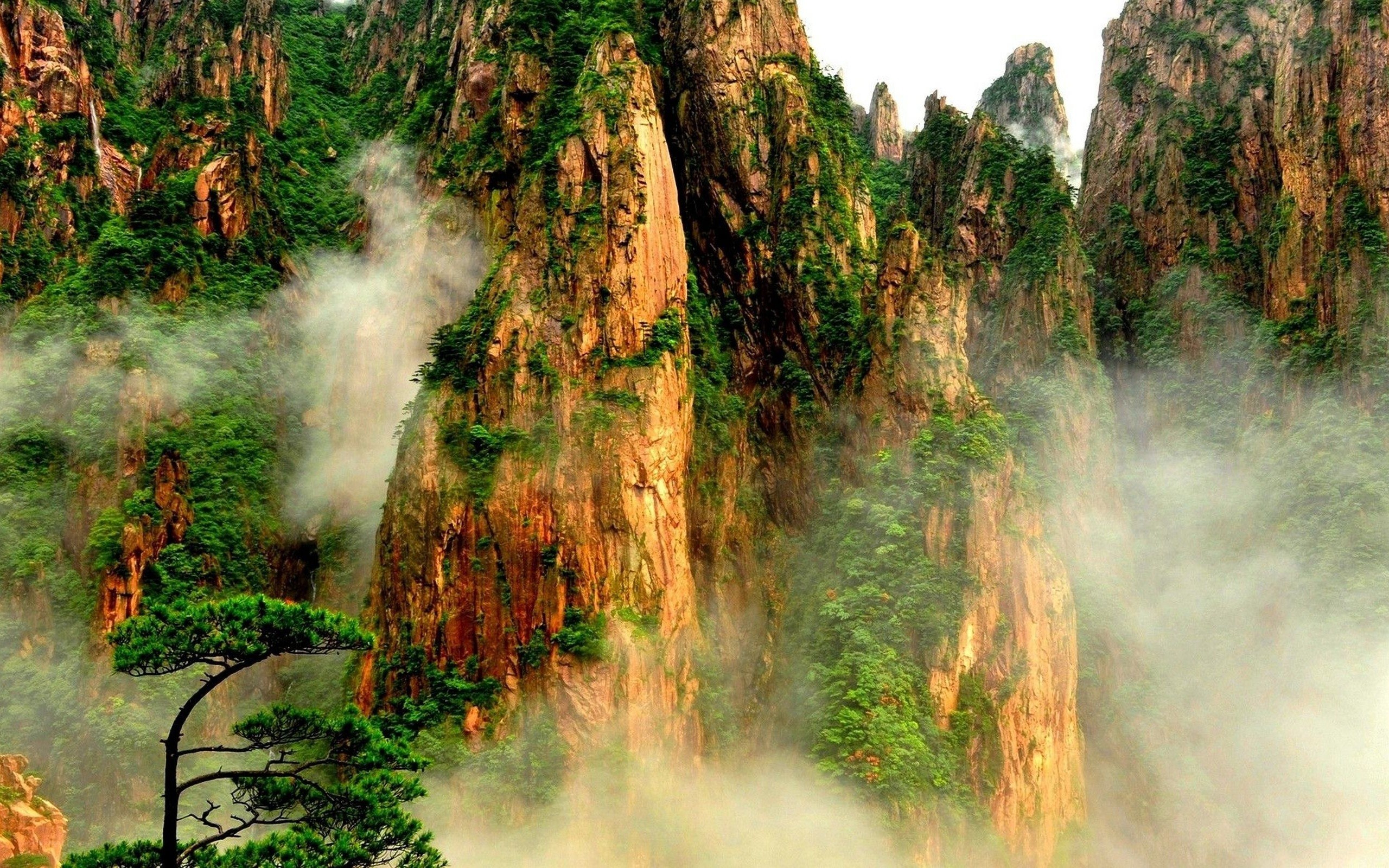 Misty mountains with pine tree