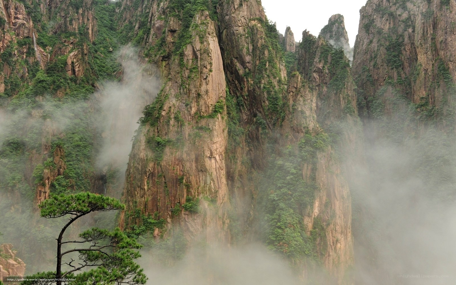Misty mountains with pine tree