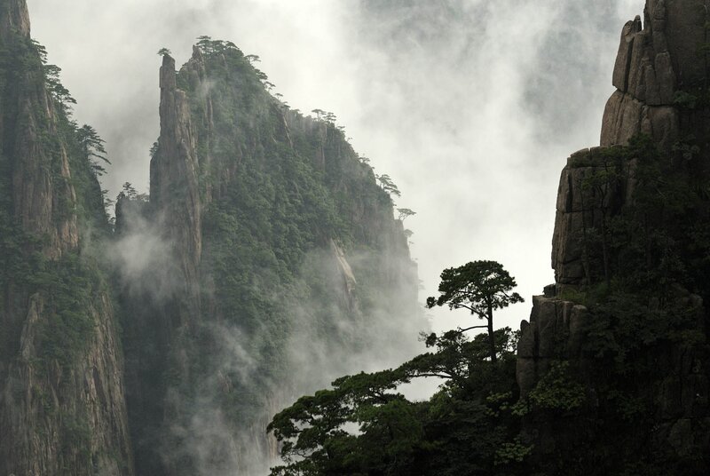 Misty mountains with pine trees