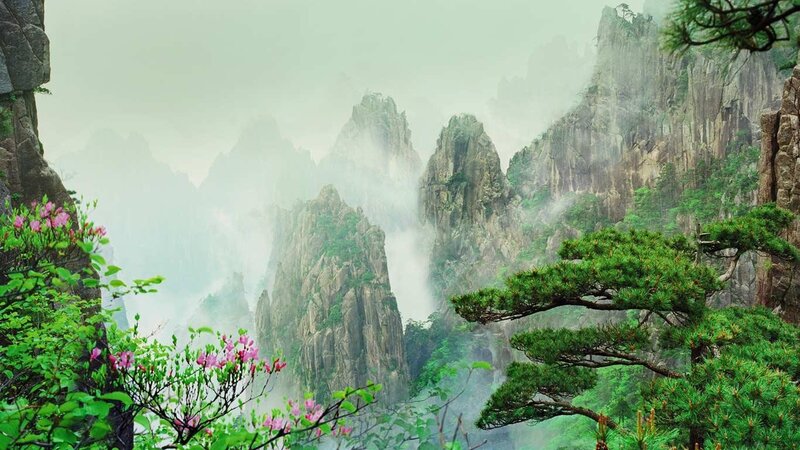 Misty mountains with pine trees