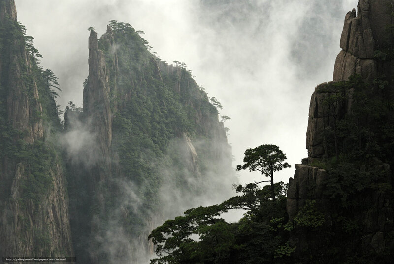 Misty mountains with pine trees