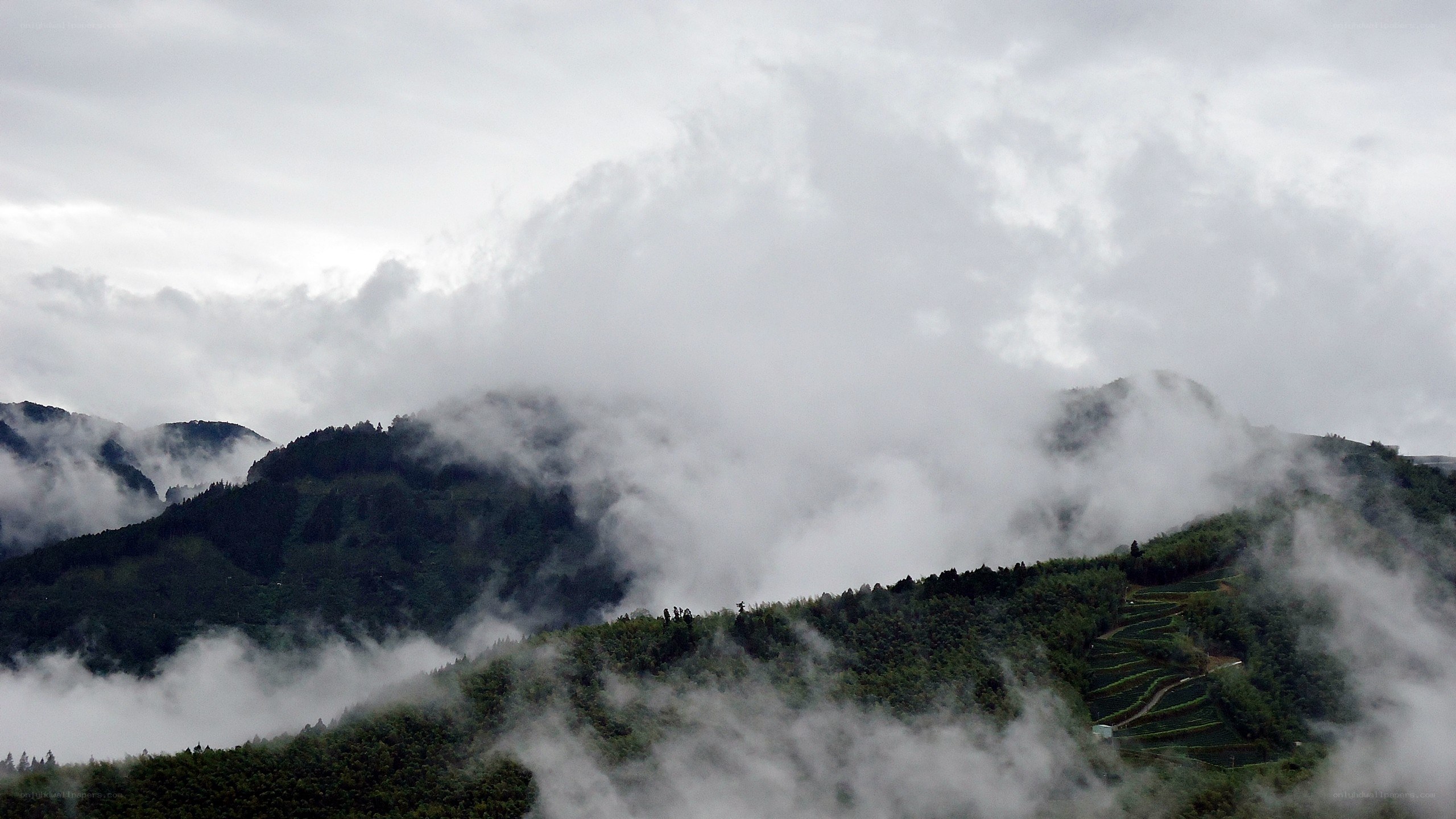 Misty mountains with terraced fields