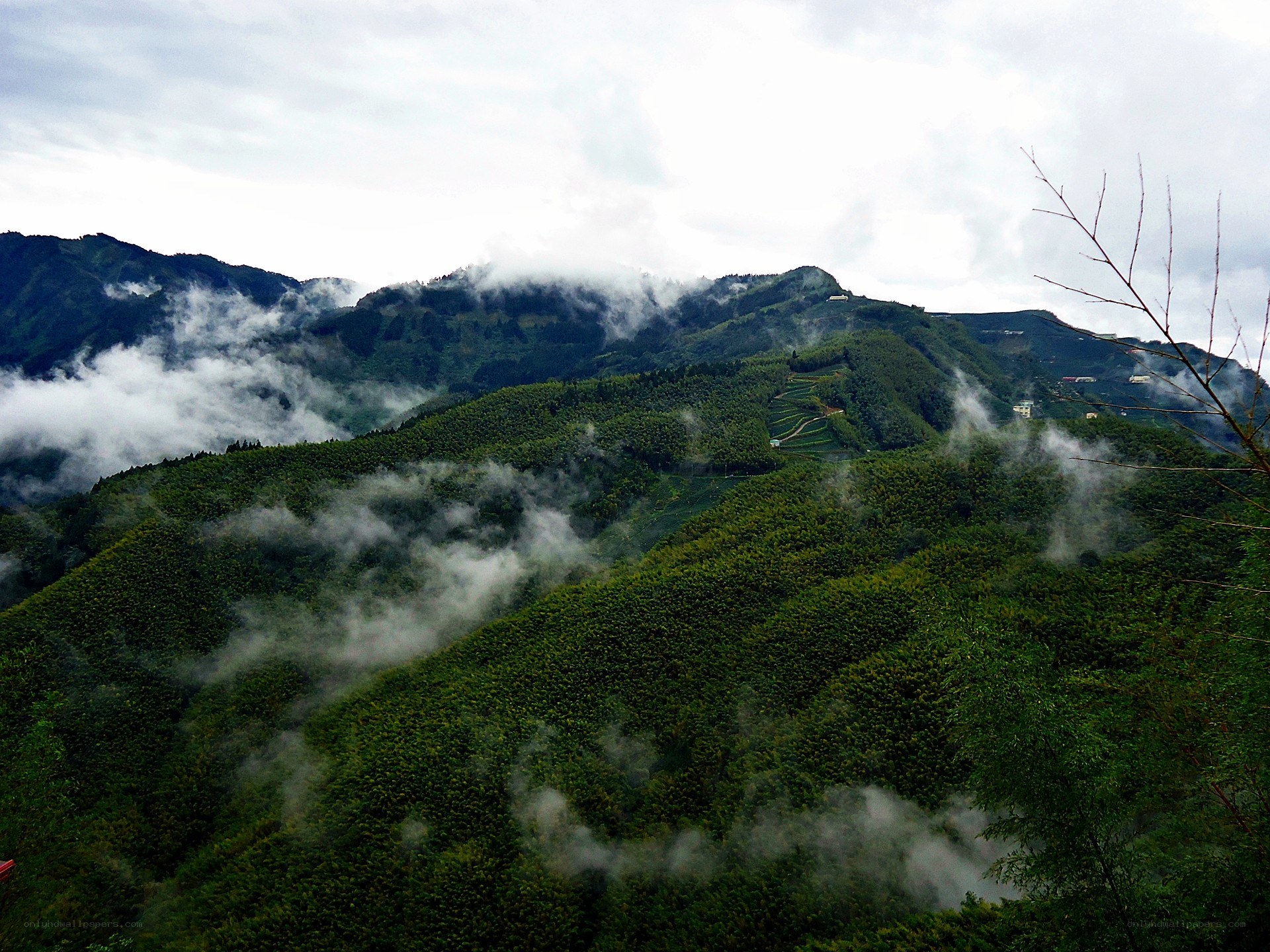 Misty mountains with terraced hills