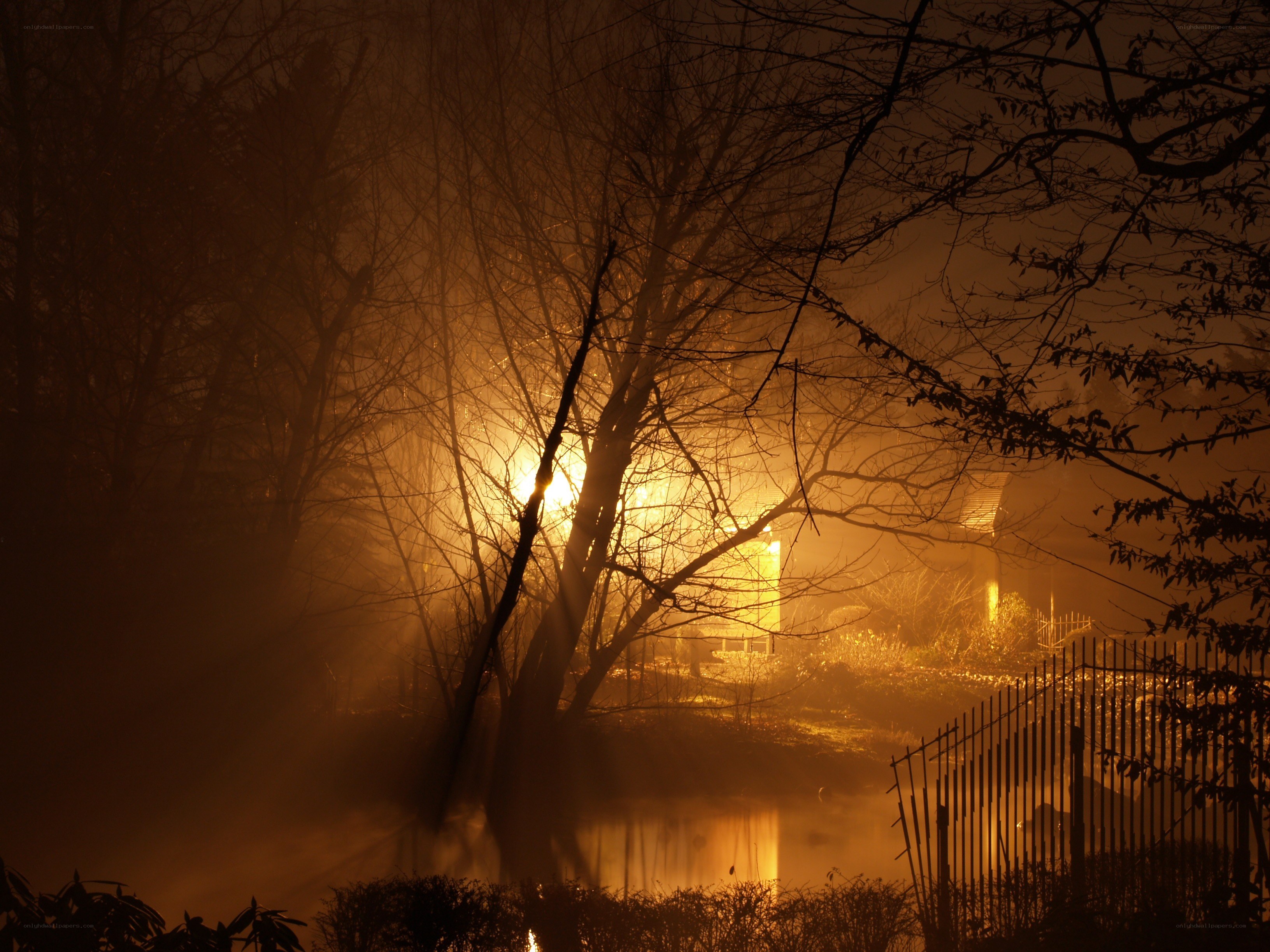 Misty night by the pond