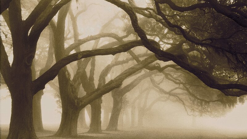 Misty oak tree grove
