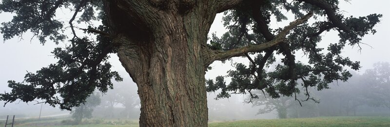 Misty oak tree in a field