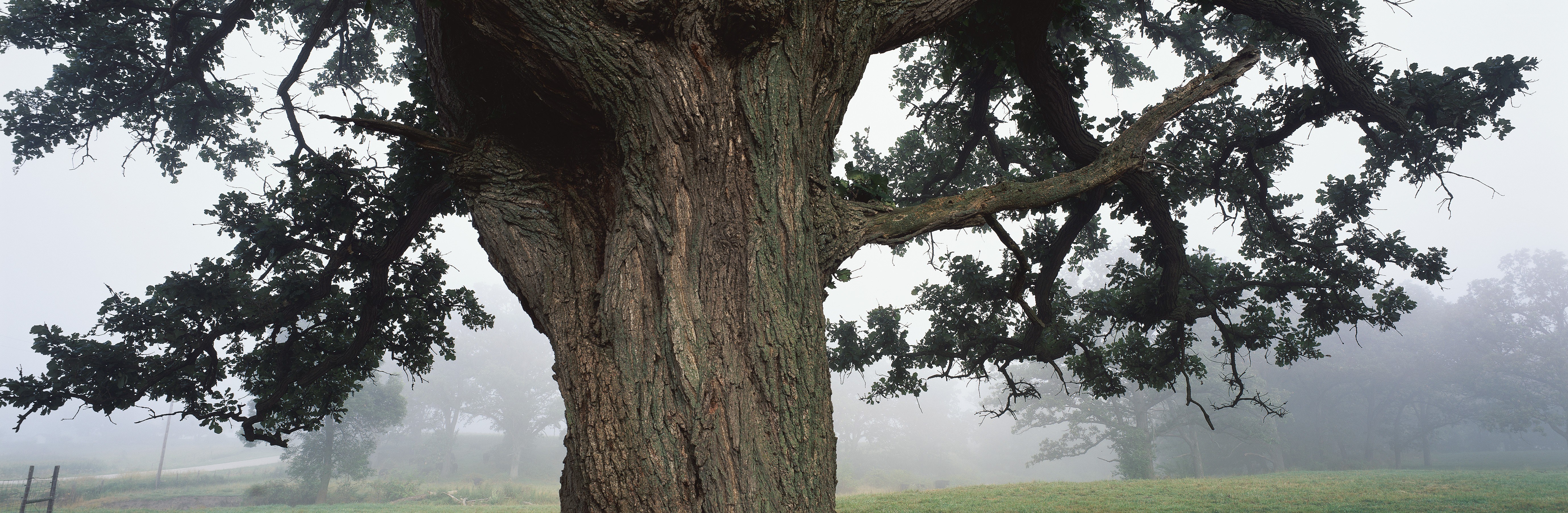 Misty oak tree in a field
