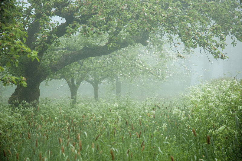 Misty orchard in spring