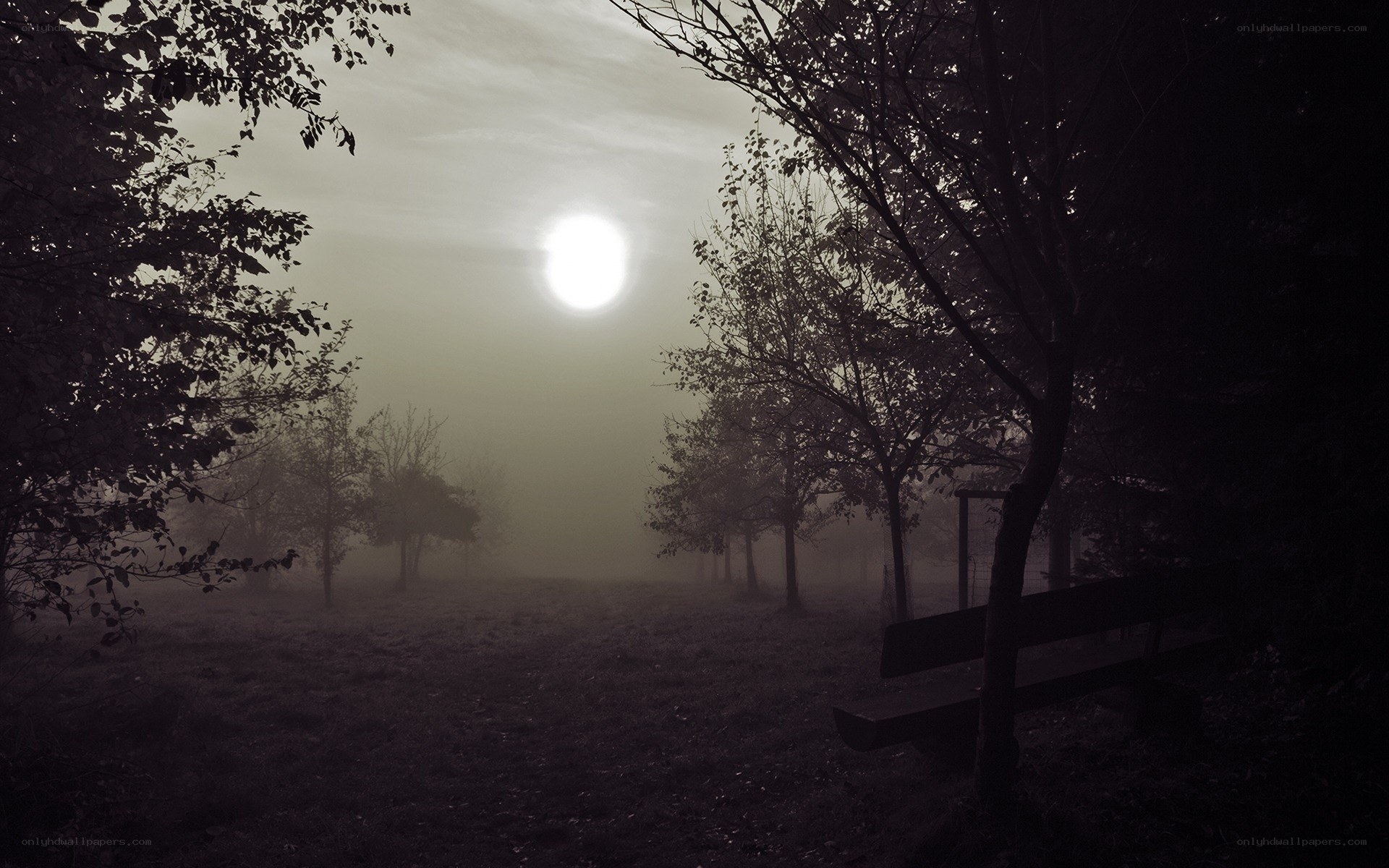 Misty park at dawn