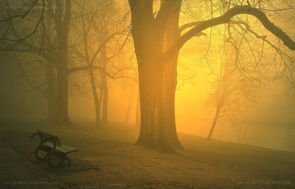 Misty park bench at sunrise