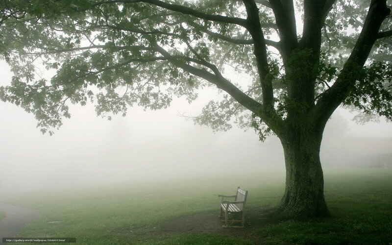 Misty park bench under tree