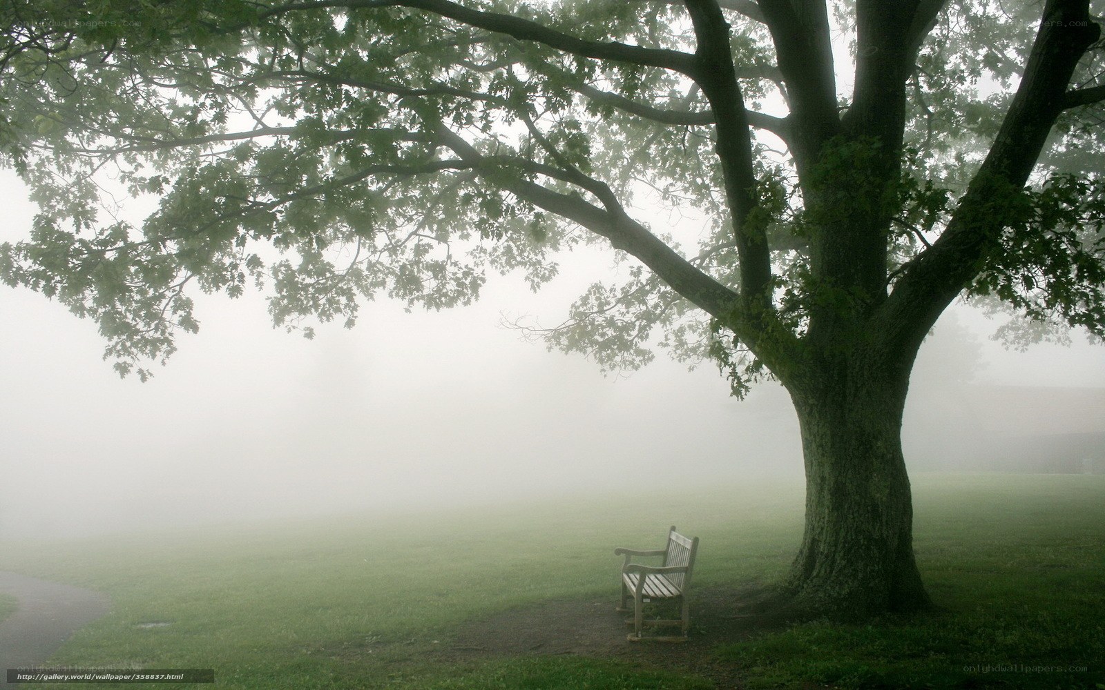 Misty park bench under tree