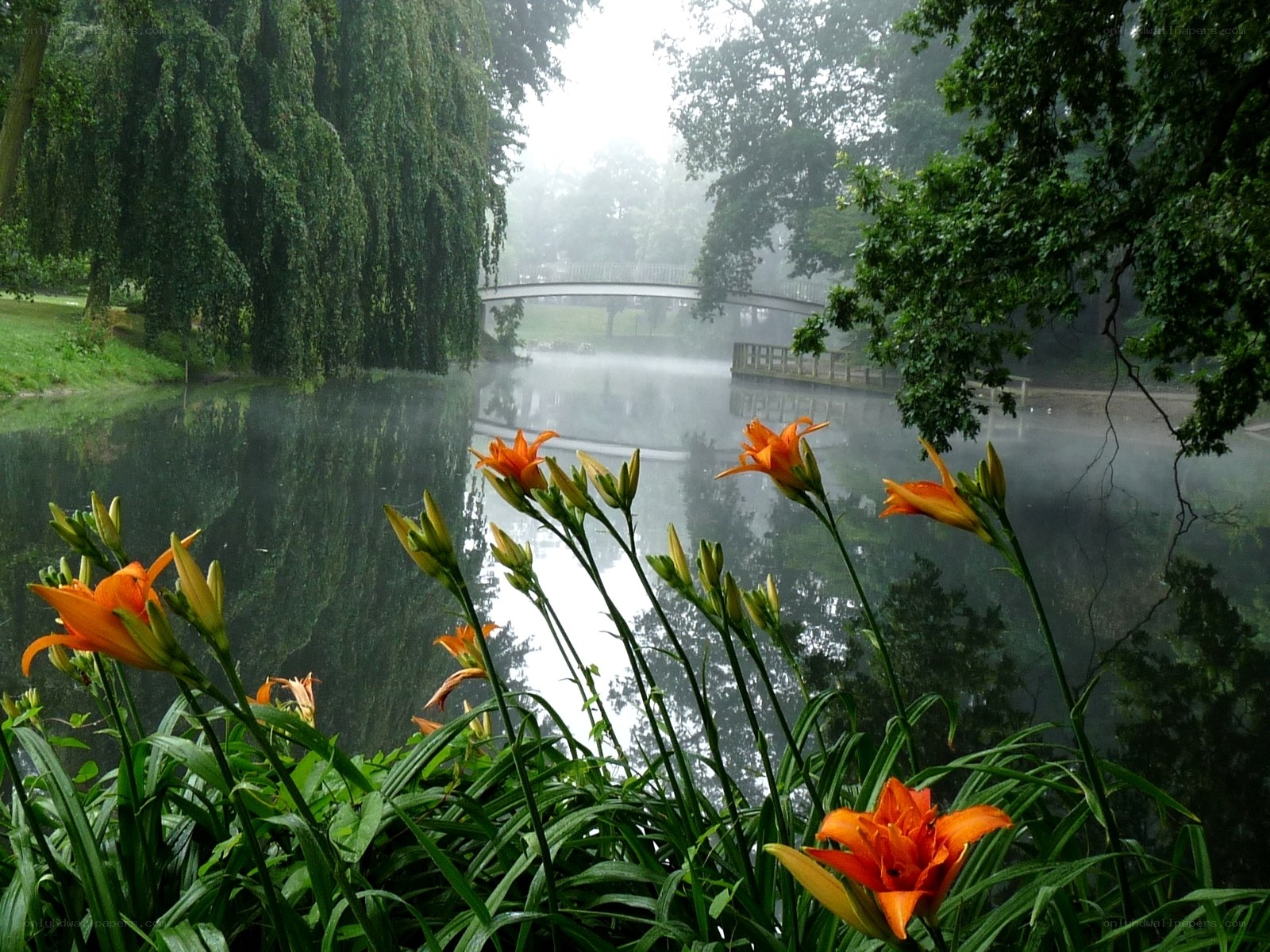 Misty park with orange flowers